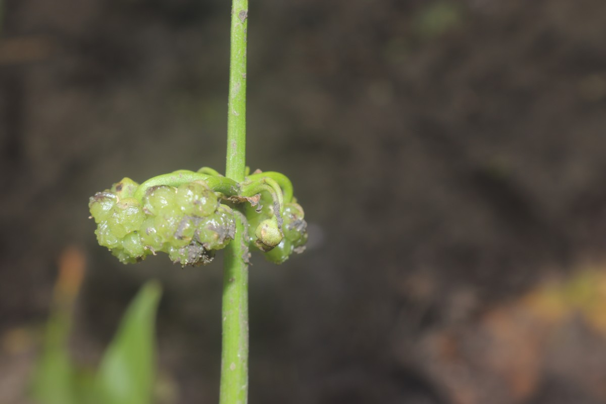 Limnophyton obtusifolium (L.) Miq.